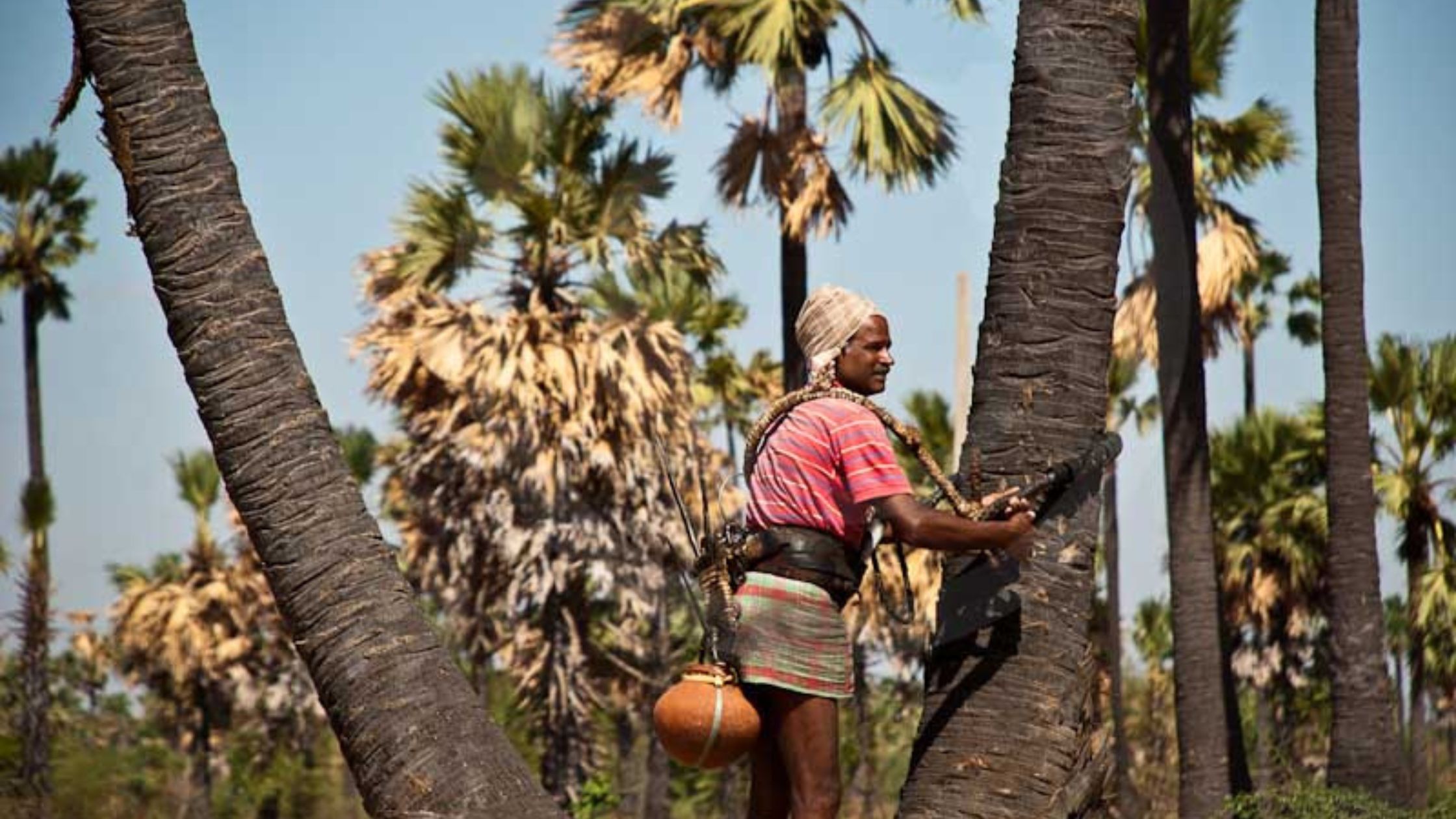 Toddy - Palm Wine: Kerala and Tamil Nadu